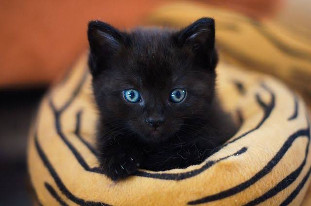 NO HABRÁ ADOPCIONES DE GATITOS EN OCTUBRE